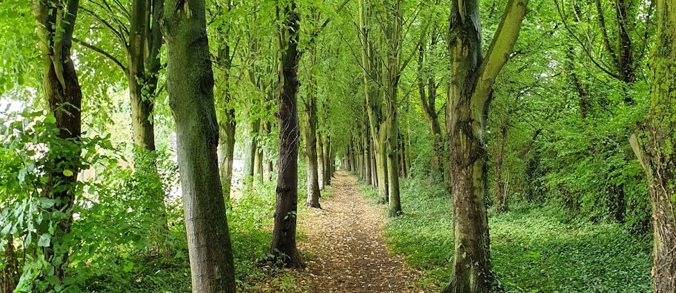 green trees and brown dried leaves on ground